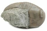 Bargain, Illaenus Laticlavius Trilobite Fossil - Russia #363192-2